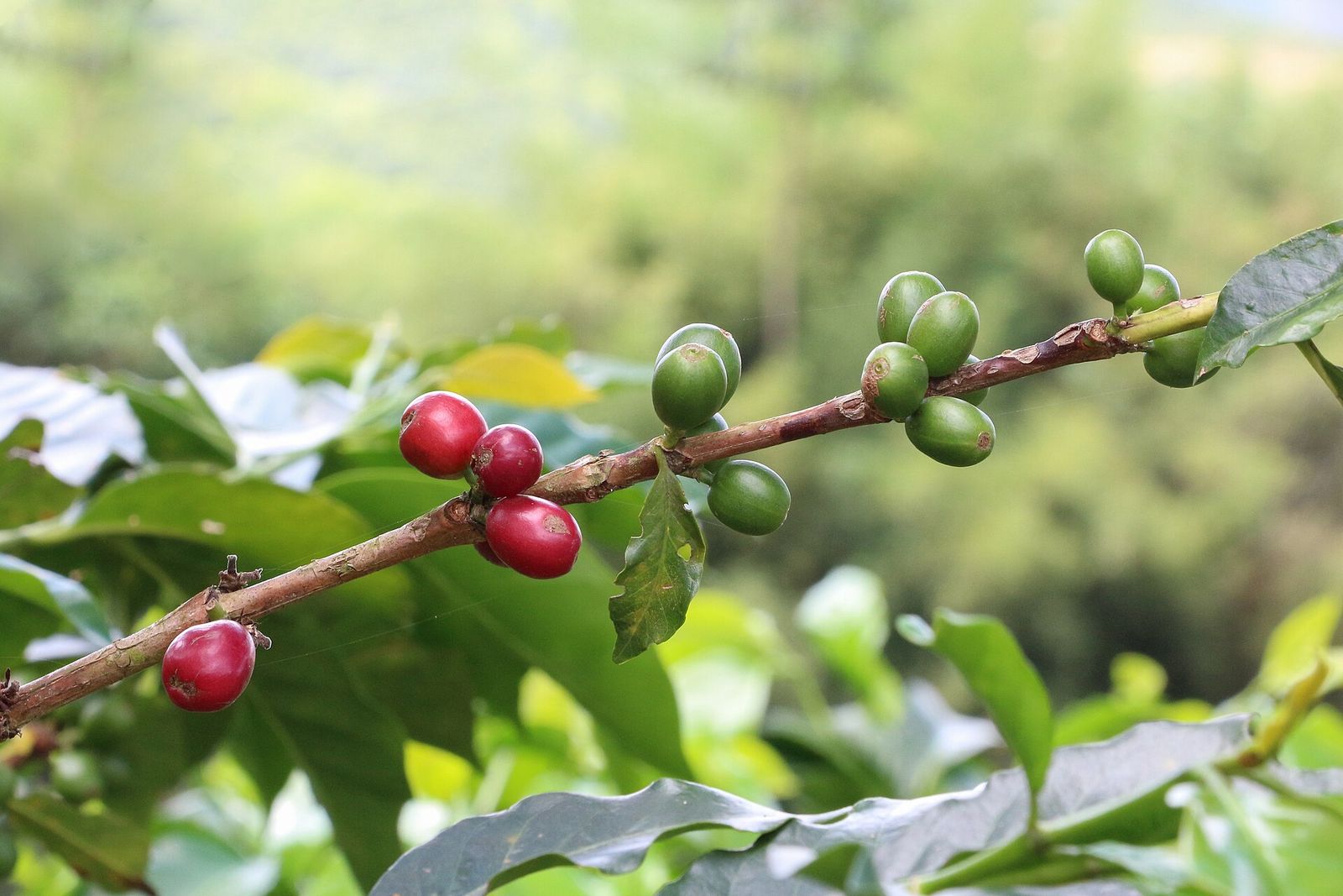 A coffee branch with three ripe red cherries and clusters of unripe green cherries growing close along it, against a blurred green hillside