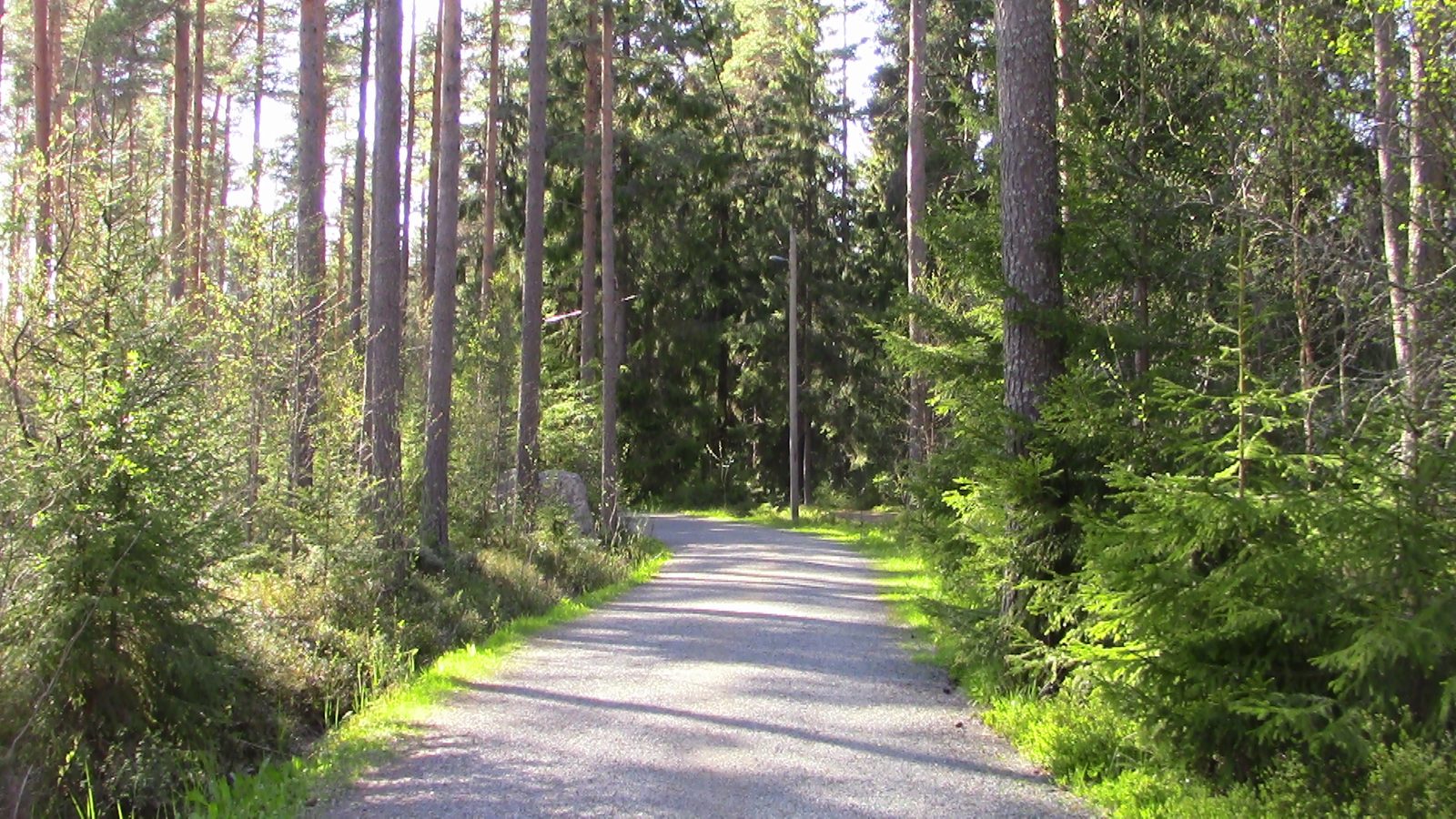 A wide gravel jogging path running straight through a sunlit pine and spruce forest