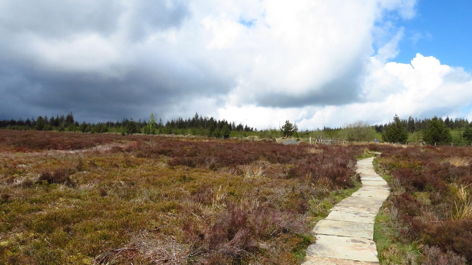 A flagstone path winding through purple-brown heather moorland towards a line of conifers under a big, cloudy sky