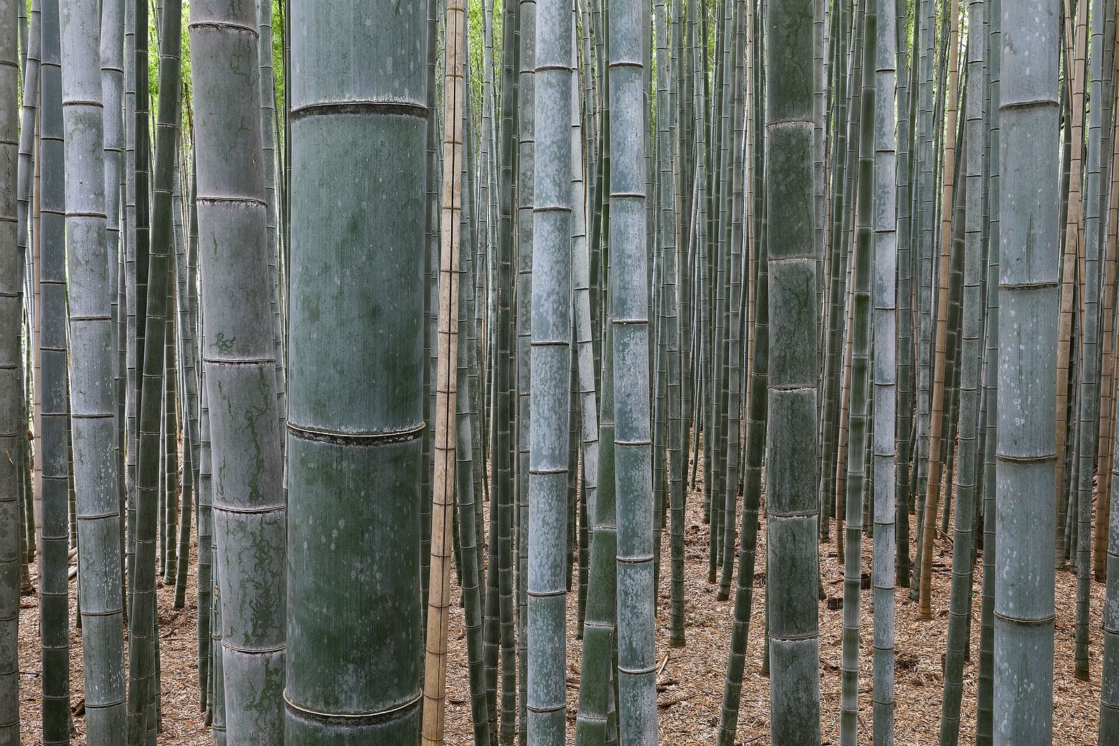 Tall, straight green bamboo stems packed close together in the Arashiyama grove, softly lit from above