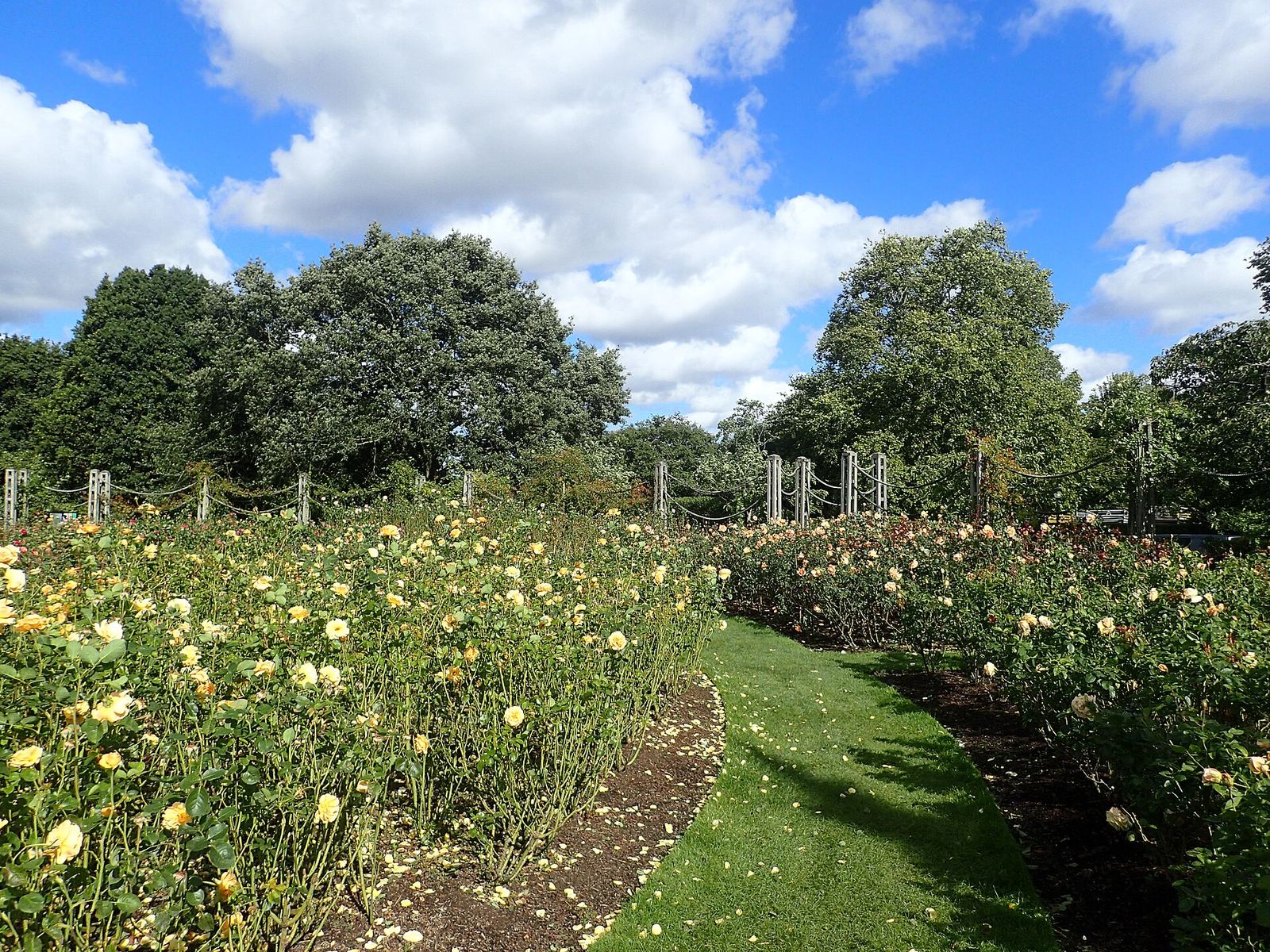 Beds of cream and pale yellow roses along a curving lawn path in Queen Mary's Gardens, Regent's Park, with big trees and a blue sky behind, photographed in early October