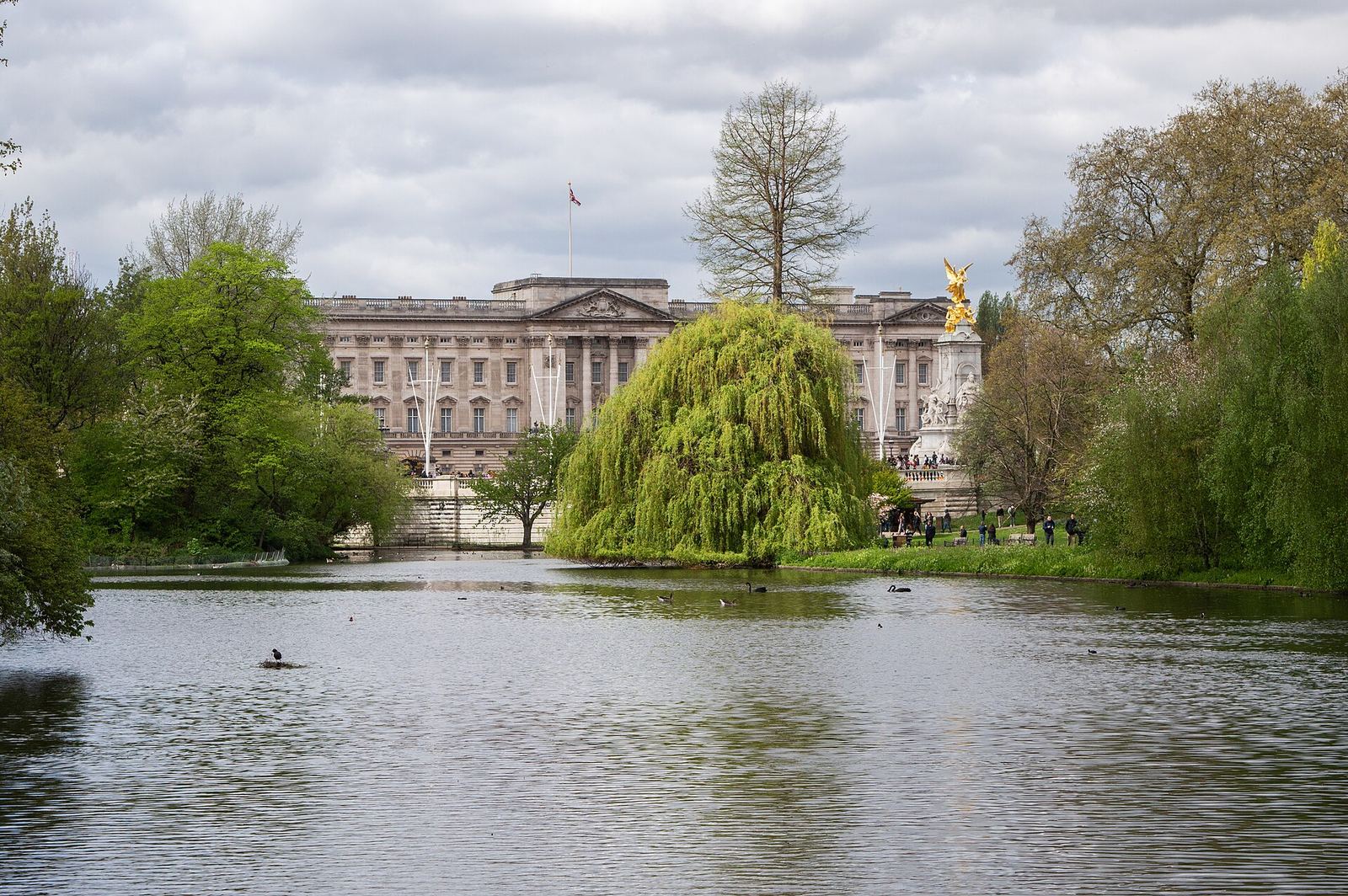 Buckingham Palace seen across the lake in St James's Park, framed by a weeping willow and spring trees, with the gilded Victoria Memorial to the right