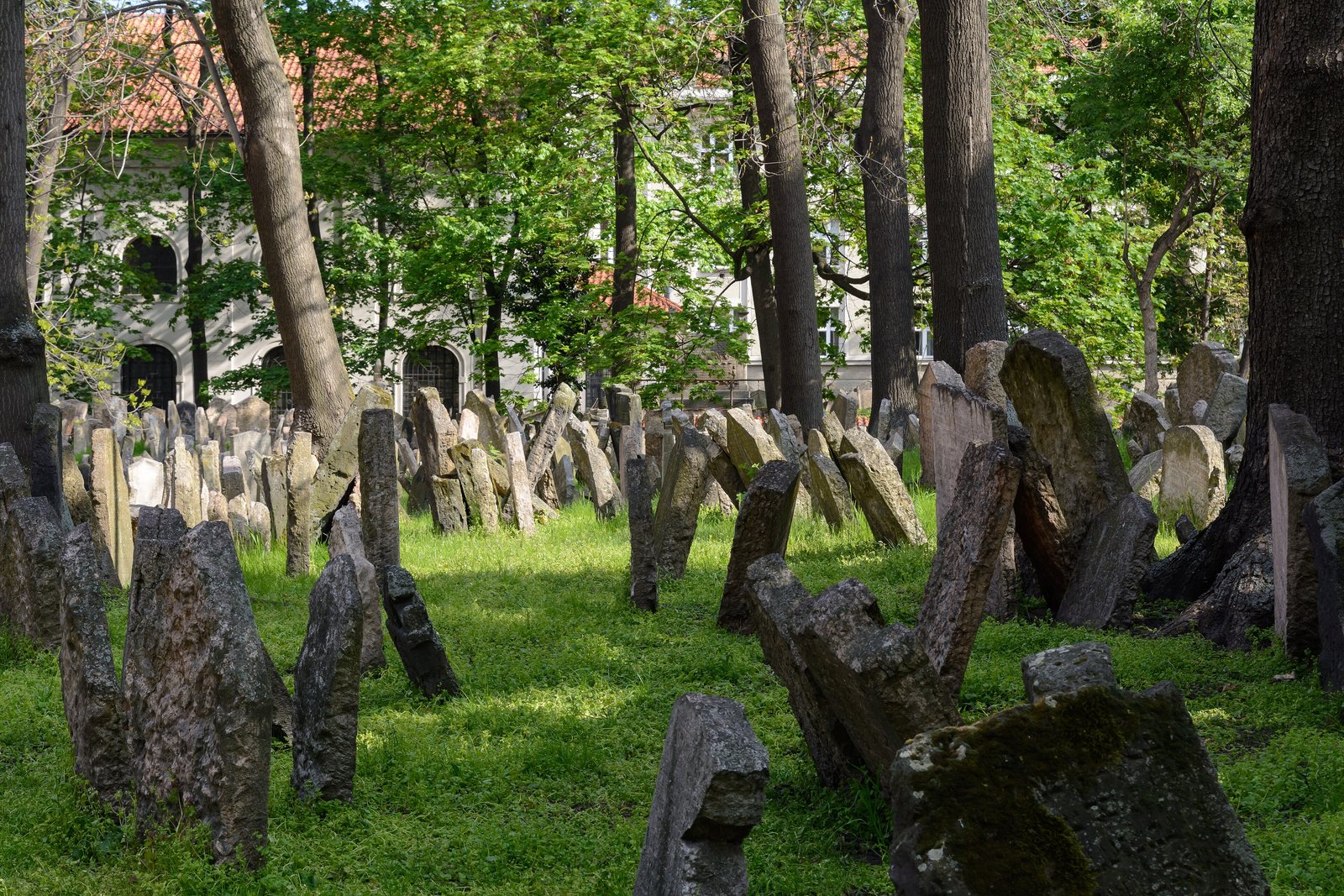 Weathered, tilted headstones crowded together on the grass under tall trees in the Old Jewish Cemetery