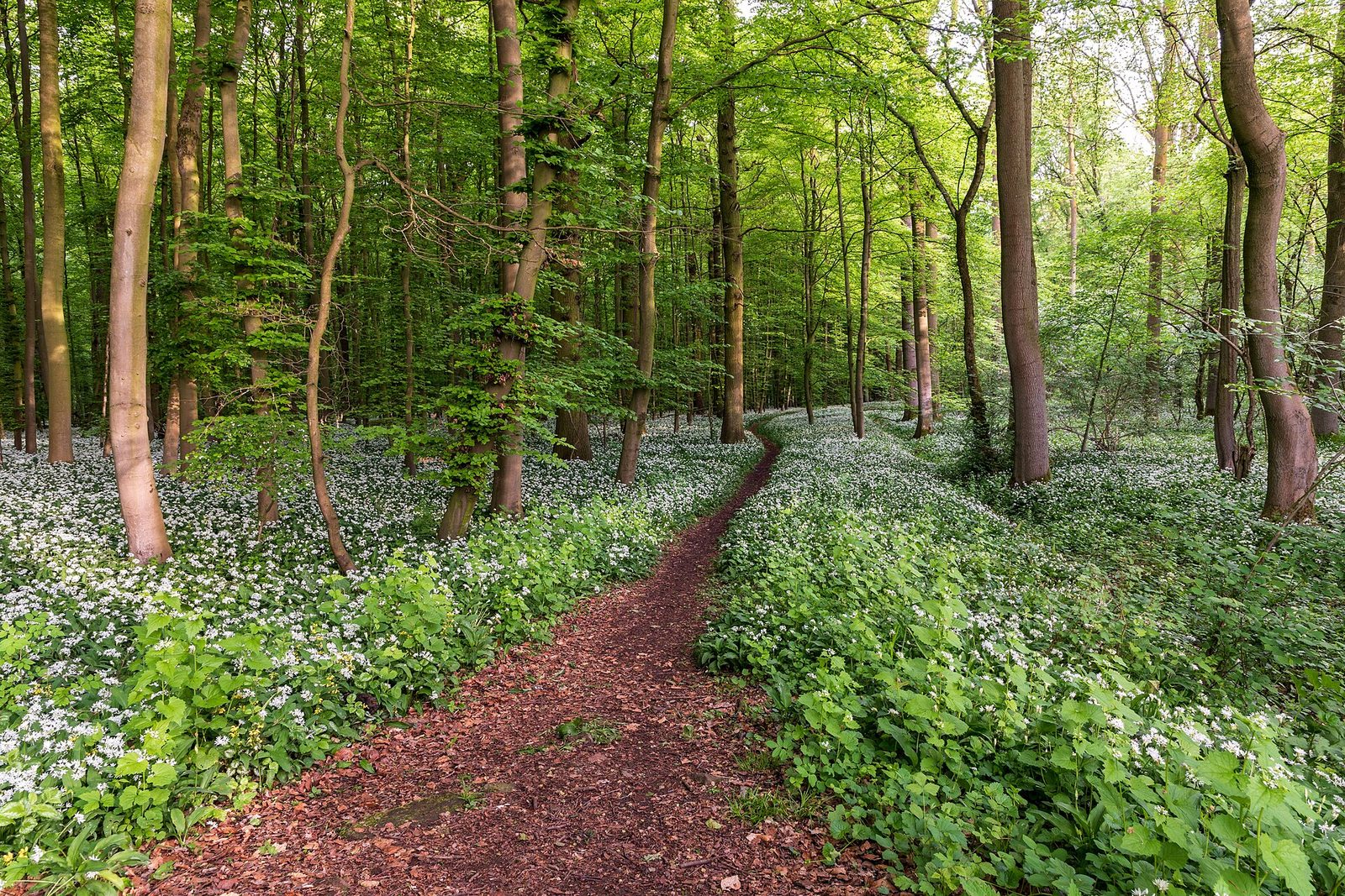 A narrow dirt path winding through a spring beech forest, the ground on both sides carpeted with flowering wild garlic, with no one on it